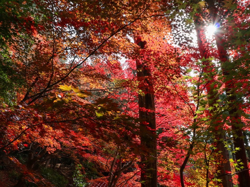 『ほとけばら遊園』の紅葉(広島県山県郡北広島町大朝)