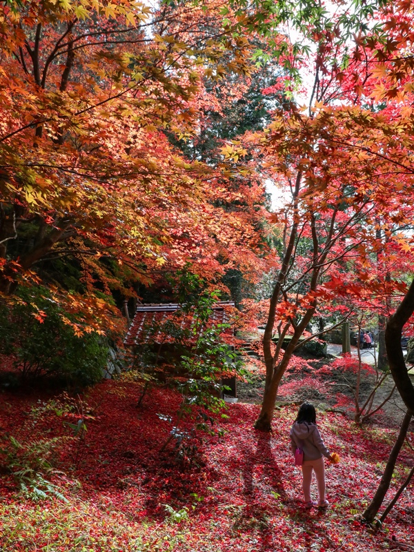 『ほとけばら遊園』の紅葉(広島県山県郡北広島町大朝)