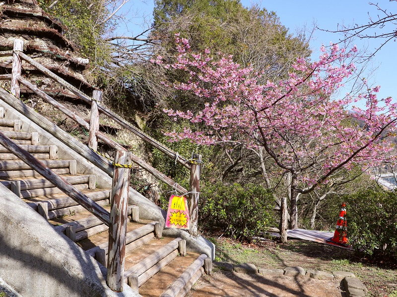 「であいの館 蒲刈」に植えてある河津桜