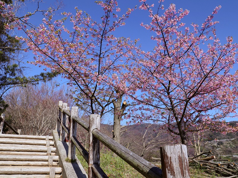 「であいの館 蒲刈」に植えてある河津桜