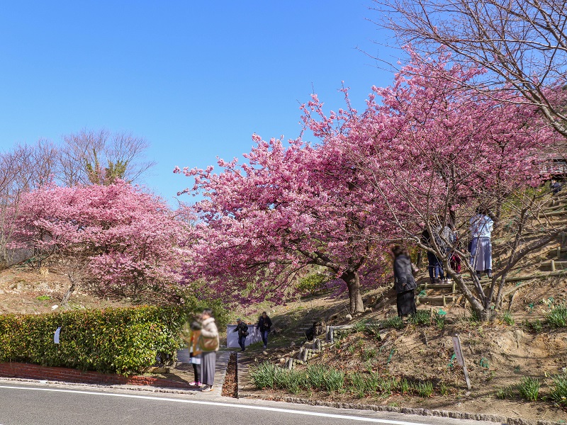蒲刈「県民の浜」河津桜