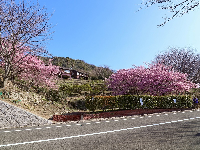 蒲刈「県民の浜」河津桜