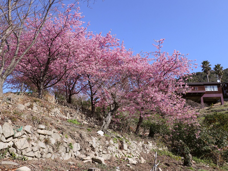 蒲刈「県民の浜」河津桜