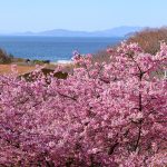 とびしま海道、蒲刈『県民の浜』で河津桜が見頃！