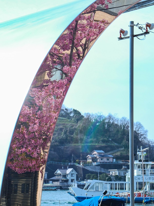 尾道の河津桜（尾道商工会議所そば）