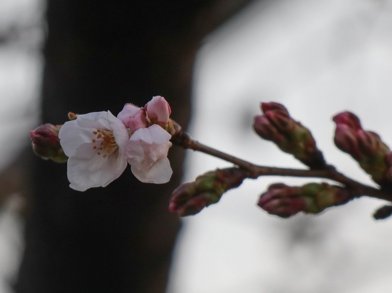 広島平和公園の桜開花情報2020