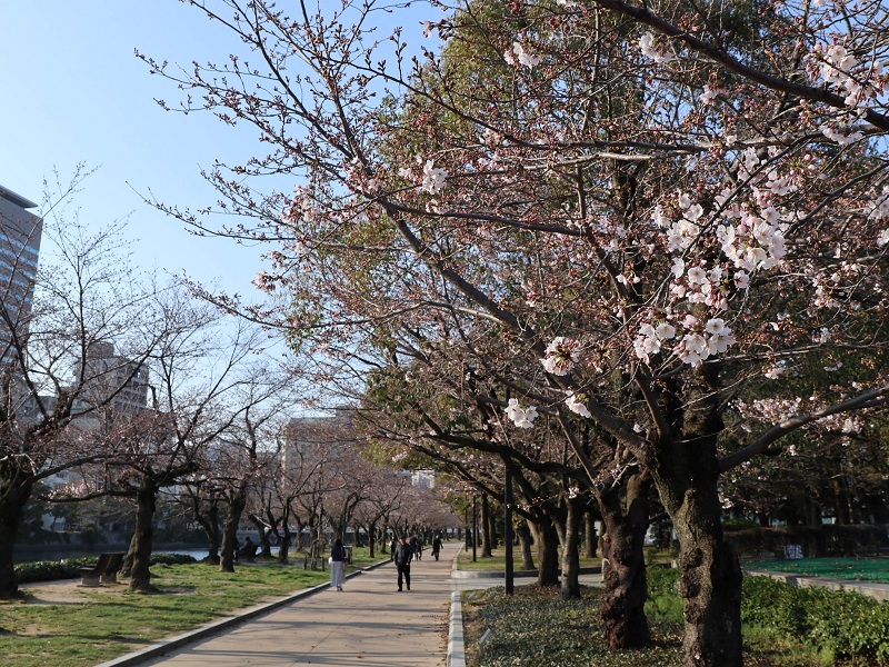 広島平和公園の桜開花情報2020