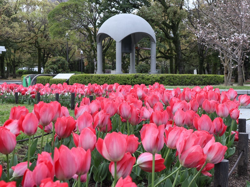 広島平和公園のチューリップ