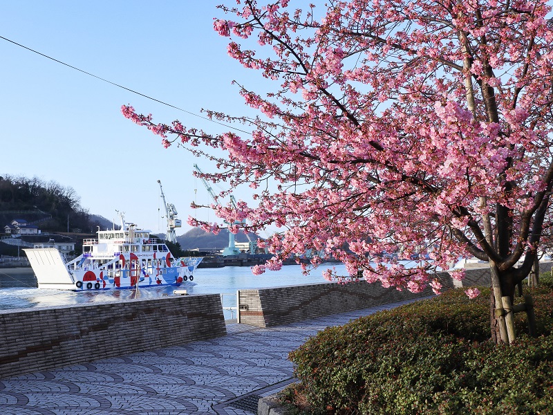尾道水道を行くフェリーと河津桜（尾道商工会議所そば）