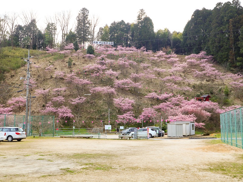 中山城跡公園の河津桜（廿日市市）