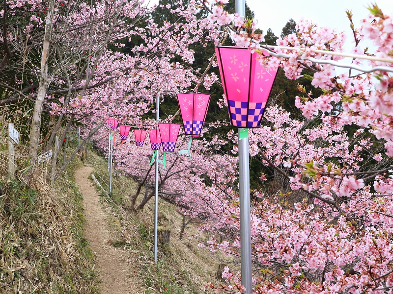 中山城跡公園の河津桜（廿日市市）