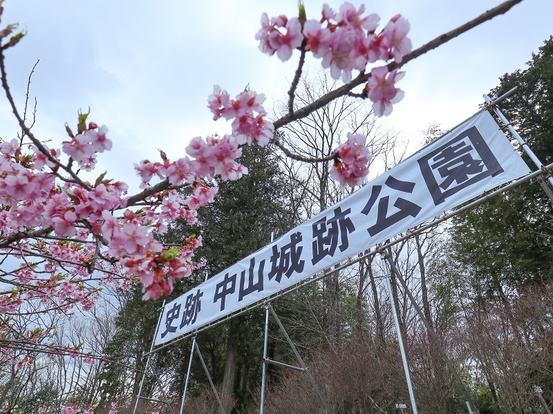 中山城跡公園の河津桜（廿日市市）