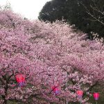 『中山城跡公園』斜面に110本の河津桜！（廿日市市）
