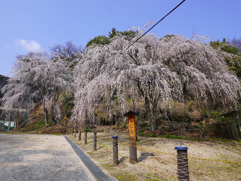 広島県廿日市市阿品『あじな桜』