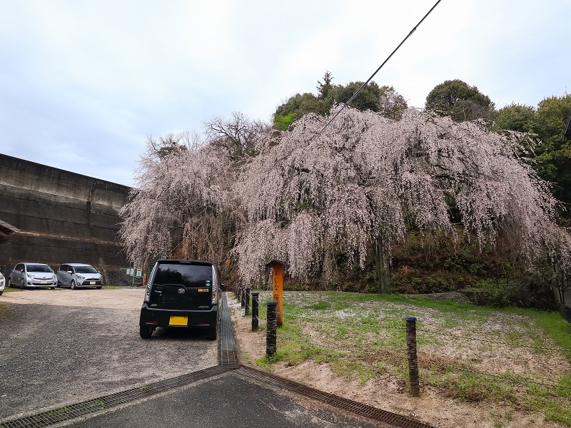 広島県廿日市市阿品『あじな桜』