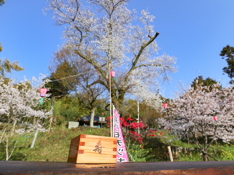 湯戸モチヅキ桜