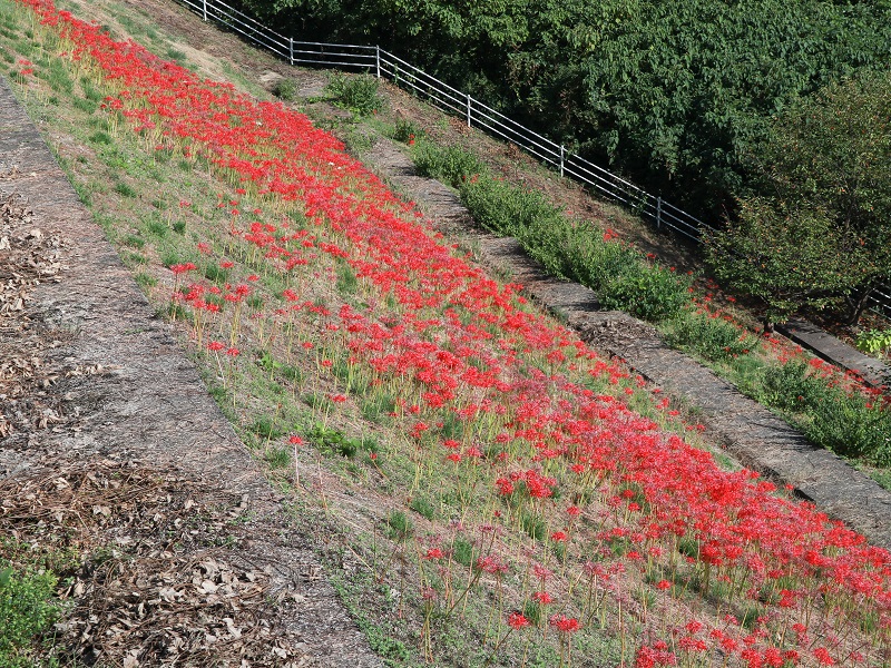 広島県廿日市市、彼岸花群生地