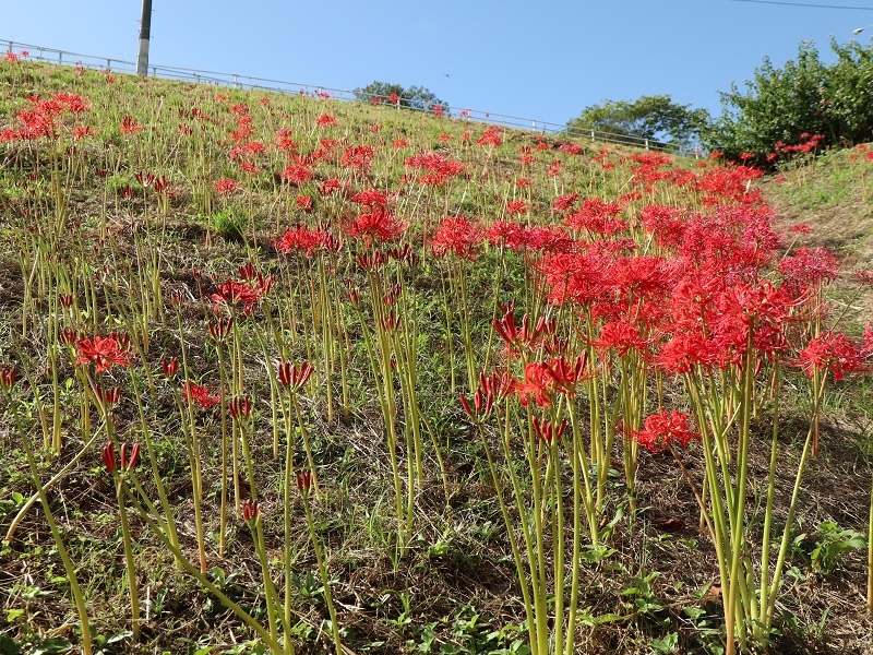 広島県廿日市市、彼岸花群生地