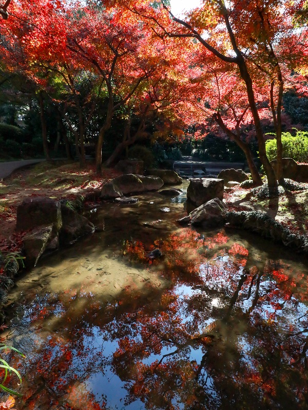 「西部埋立第五公園」日本庭園の紅葉（商工センター）