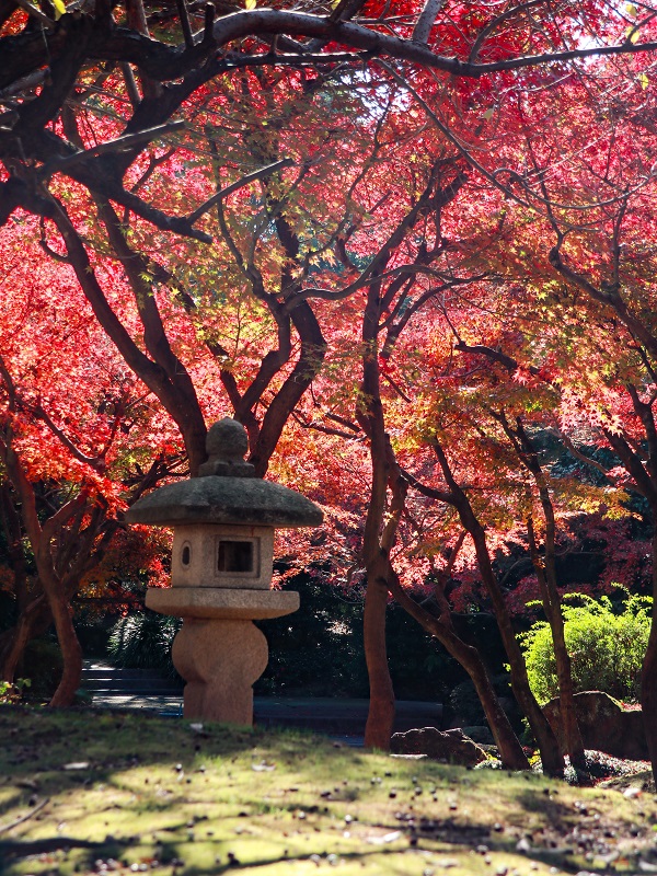 「西部埋立第五公園」日本庭園の紅葉（商工センター）