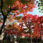 西部埋立第五公園の日本庭園の紅葉（広島市西区商工センター）