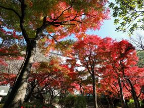 「西部埋立第五公園」日本庭園の紅葉（商工センター）