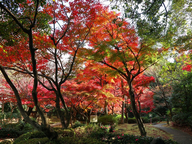 「西部埋立第五公園」日本庭園の紅葉（商工センター）