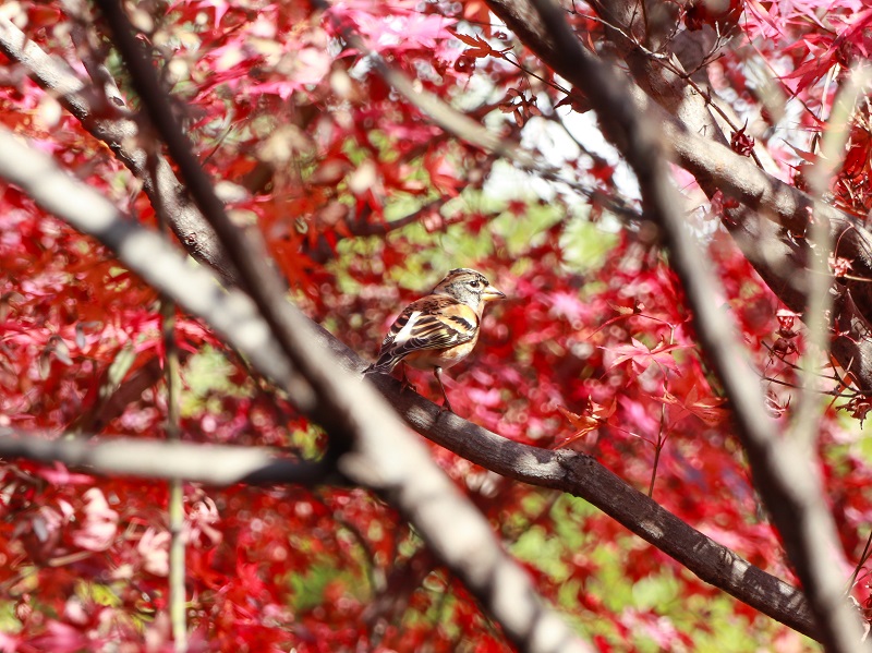 「西部埋立第五公園」日本庭園の紅葉と鳥（商工センター）