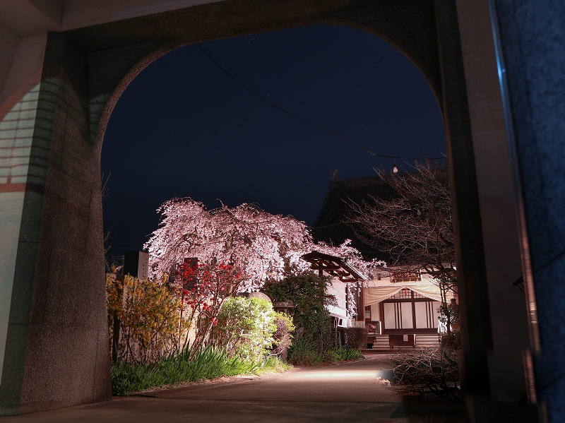 通安寺、しだれ桜ライトアップ