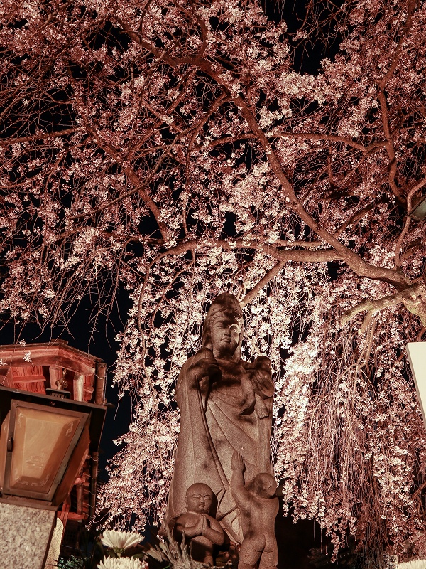 通安寺、しだれ桜ライトアップ