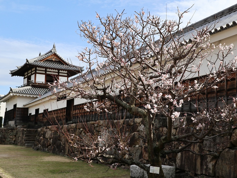 広島城「二の丸」梅の花と太鼓櫓