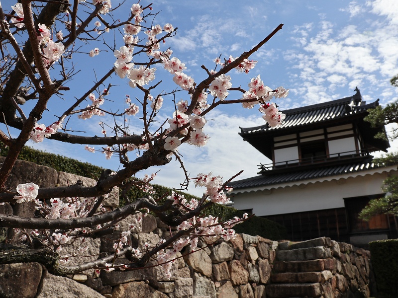 広島城「二の丸」梅の花と太鼓櫓