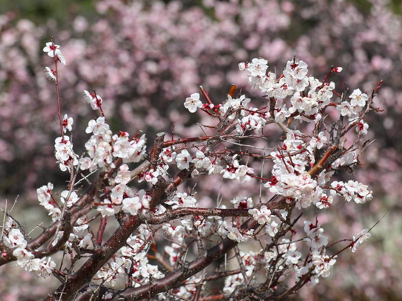 広島城「二の丸」梅の花