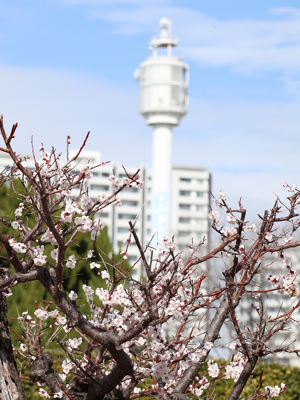 広島城「二の丸」梅の花とRCC