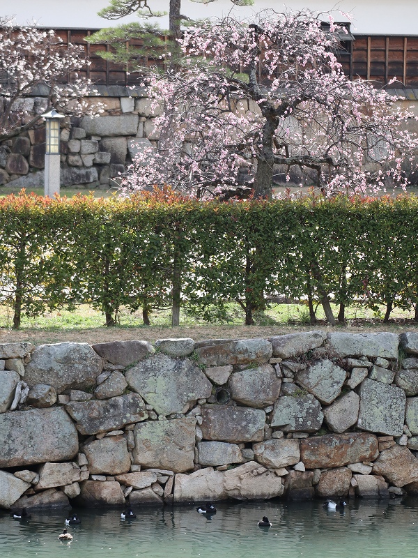 広島城「二の丸」梅の花とお堀の水鳥