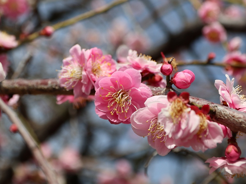 広島城「二の丸」梅の花