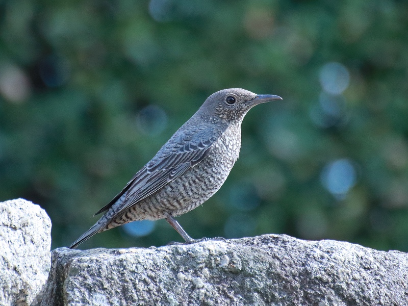 「イソヒヨドリ」広島城二の丸