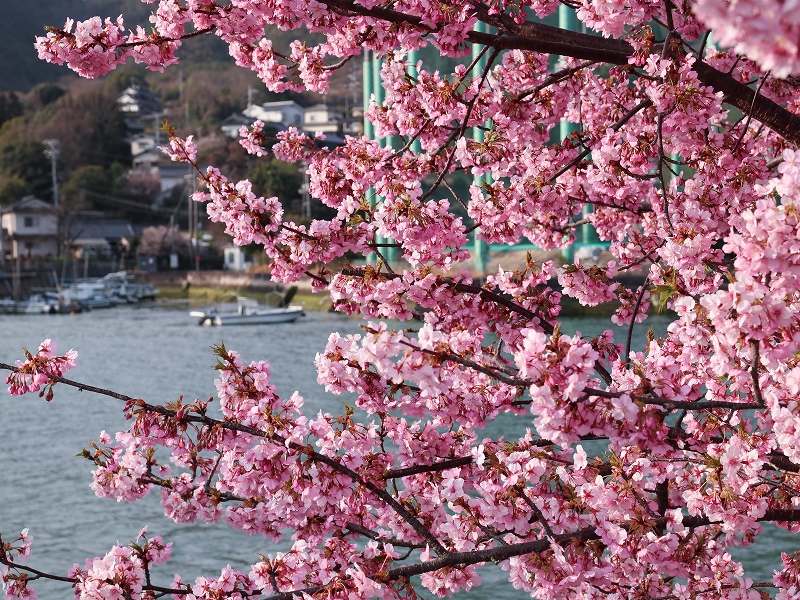 河津桜（広島県呉市安浦町）