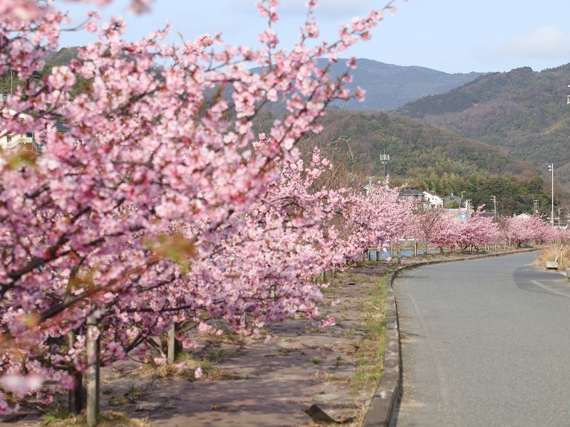 河津桜（広島県呉市安浦町）