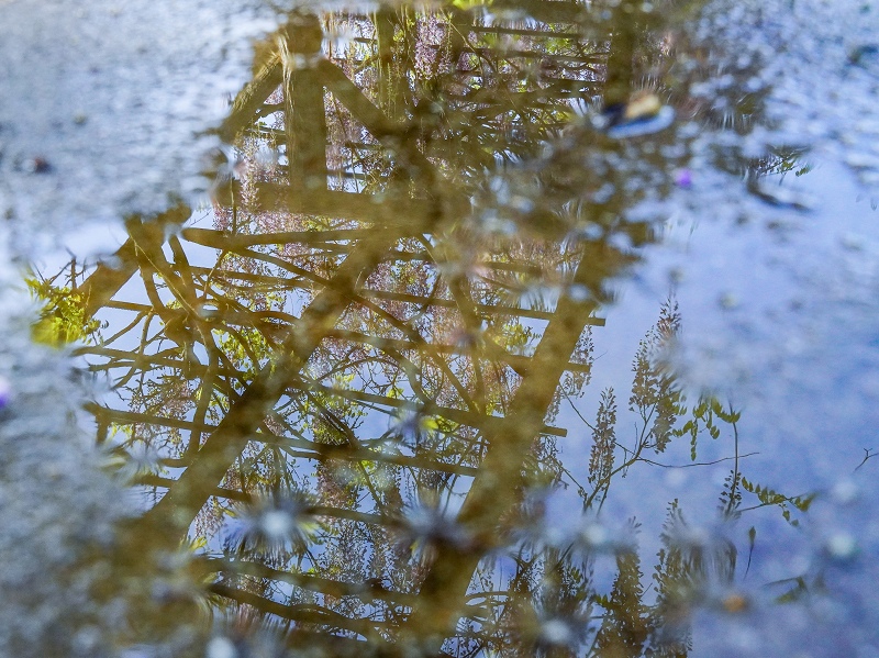 水たまりに写った藤の花