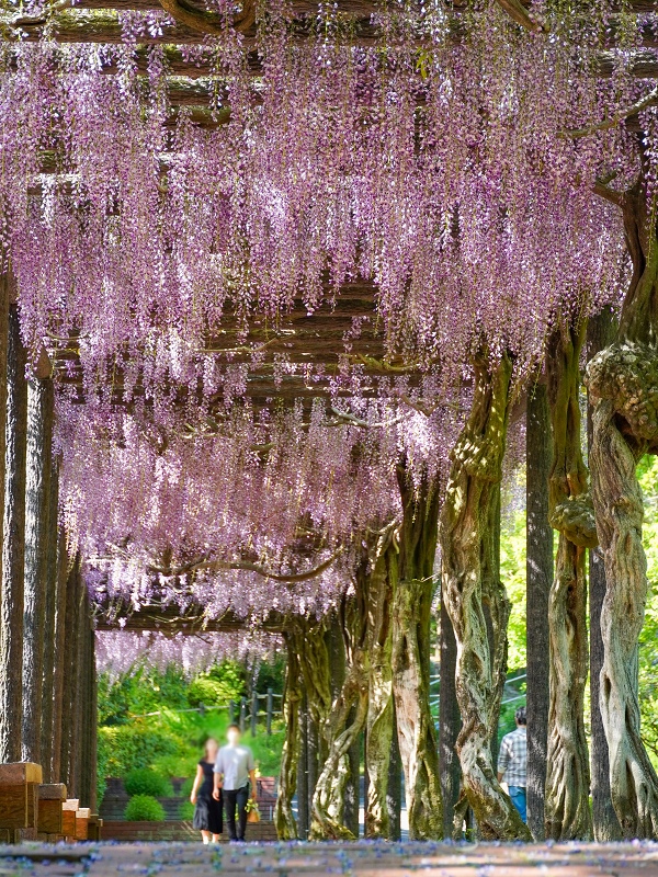 広島市植物公園の藤棚