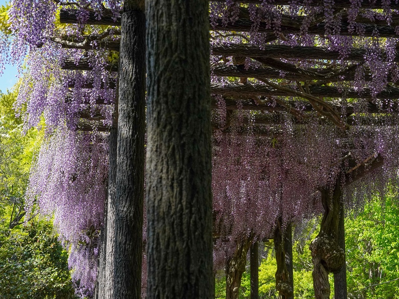 広島市植物公園の藤棚
