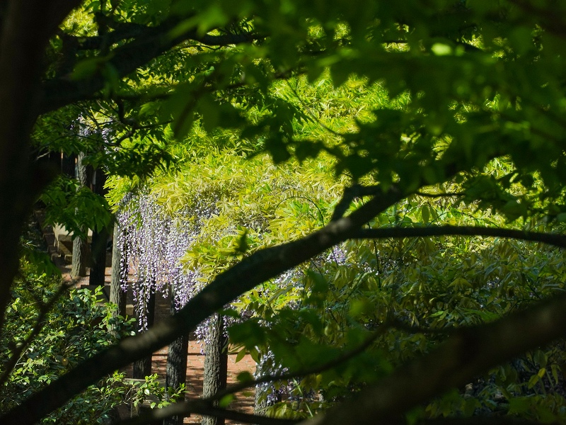 広島市植物公園の藤棚