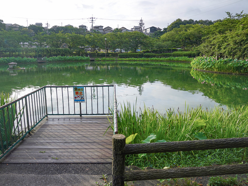 府中公園の池