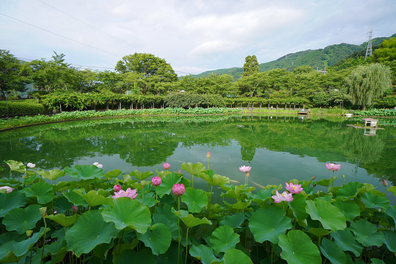 府中公園の池の全体の様子