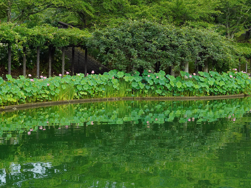 府中公園水面に映る大賀蓮