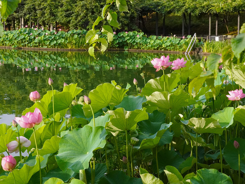 府中公園に咲く大賀蓮