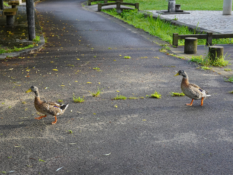 府中公園で歩く鴨