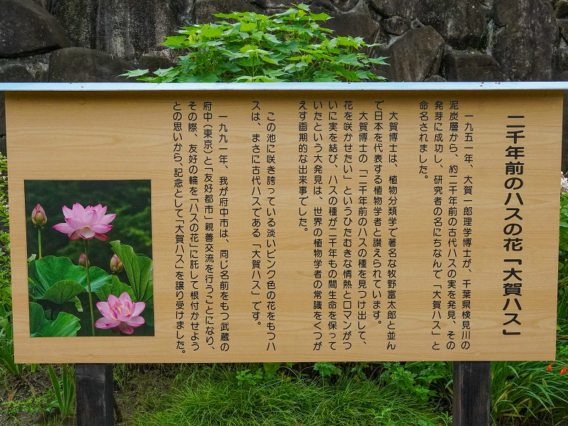府中公園、大賀蓮の案内板