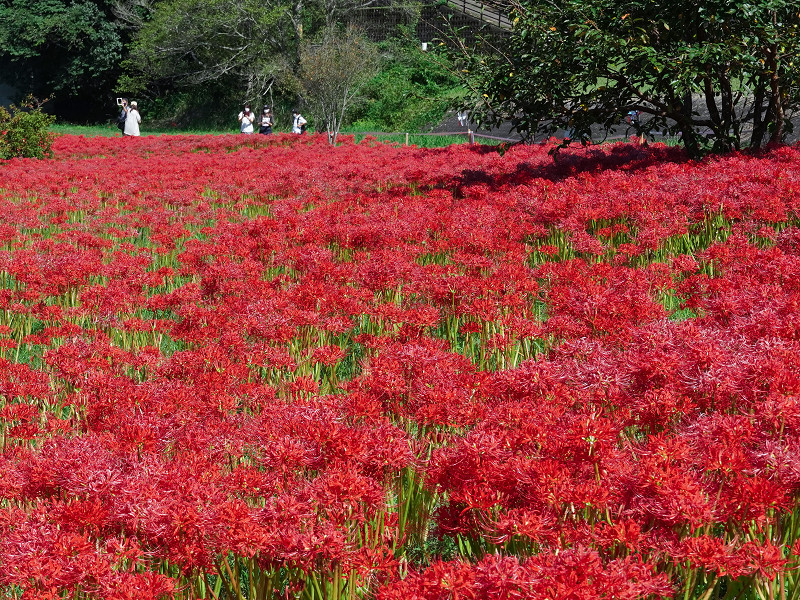 三次市、寺戸地区の彼岸花群生地